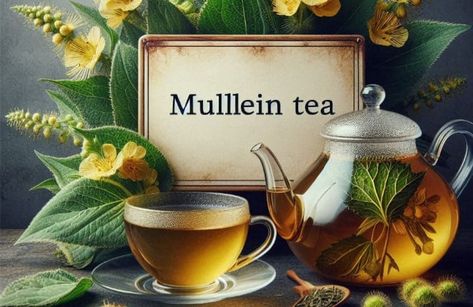 Mullein Tea: 12 Health Benefits You Should Know About! Learn How To Make It (Recipe), It tastes & Side Effects and Risks To Be Aware Of Mullen Tea Recipe, Mullein Leaf Tea Benefits, Mullein Tea Recipe, Mint Lime Water, Peppermint Tea Recipe, Lime Water Recipe, Mullein Tea, Licorice Root Tea, Ginseng Tea