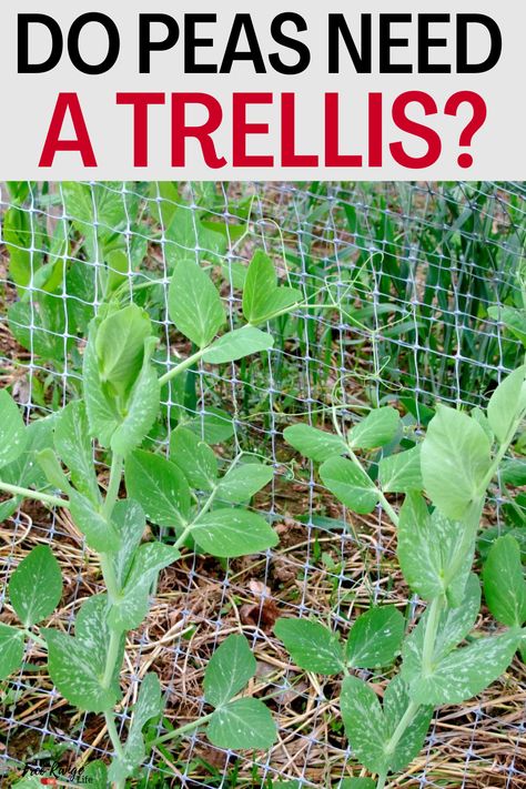 Growing Snow Peas Trellis, Pea Fence Ideas, How To Grow Peas From Seeds, Garden Peas Trellis, Diy Trellis For Peas, Pea Plant Trellis, Trellis For Sweet Peas, Growing Peas Trellis, Snap Peas Trellis Ideas