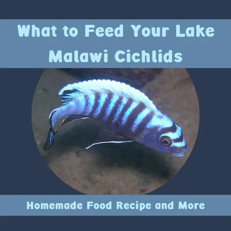 The Best Food for African (Lake Malawi) Cichlids - PetHelpful Malawi Cichlids Tank, Keyhole Cichlid, Jewel Cichlid, Beef Heart, Hummingbird Food, Malawi Cichlids, Lake Malawi, Electric Yellow Cichlid, Diy Dog Food