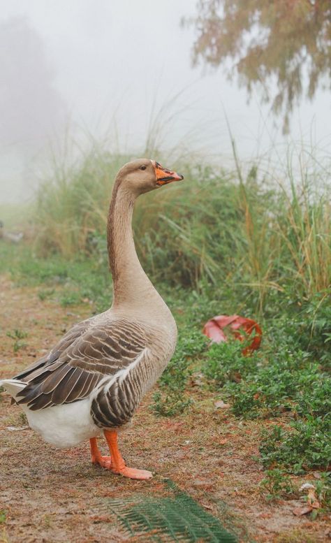 Toulouse Goose, The Spirit Of Christmas, Spirit Of Christmas, Duck Duck, Mother Goose, A Duck, The Fog, Hobby Farms, Christmas 2014