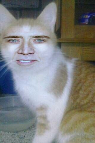 Nicolas Cage cat face swap, i made this myself Nicolas Cage Memes Funny, Nicholas Cage Funny, Nickolas Cage, Nicholas Cage Face, Nicolas Cage Funny, Possum Memes, Nick Cage, Nic Cage, Nicholas Cage