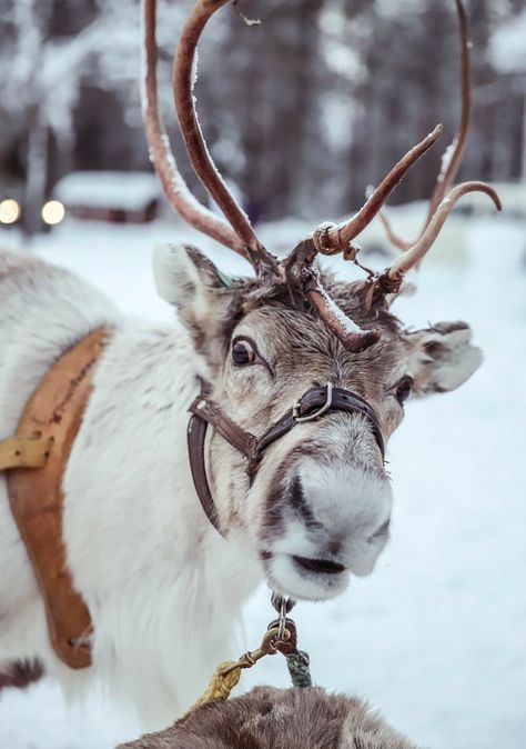 Winter Aesthetic, Winter Travel, Christmas Aesthetic, Winter Christmas, Antlers, Animals Beautiful, Winter Wonderland, Europe Travel, Reindeer