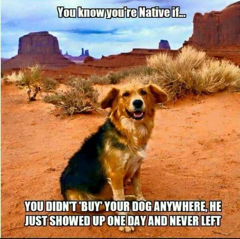 Shout out to everyone feeding the Rez dogs! Native American Humor, Native Humor, Native Quotes, American Indian Quotes, Meme Dog, American Humor, Native American Wedding, Native American Proverb, Native American Spirituality