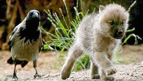 Corvidae and the White Wolf Pup......Babysitting is also a Duty of the Corvid Clan!!  ;-) Raven And Wolf, House Cleansing, Animal Spirit Guides, Wolf Pup, Animal Guides, She Wolf, Beautiful Wolves, Animal Totems, Animal Companions