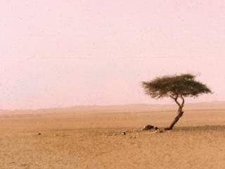 Arbre de Tenere, world's most solitary tree. Desert Tattoo, Metal Arbor, Desert Trees, Electronics Wallpaper, The Sahara Desert, Live Tree, Sacred Tree, Sahara Desert, Tree Tattoo