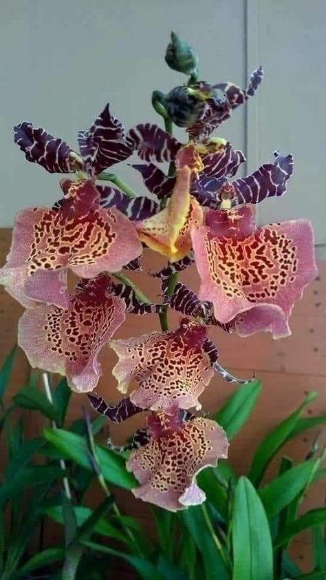 Flowers' Delight by... - Flowers' Delight by Jing Mystika Rare Orchids, Garden Calendar, Exotic Orchids, Flower Vase Arrangements, Orchid Arrangements, Beautiful Flowers Photos, Nothing But Flowers, Unusual Plants, Unusual Flowers