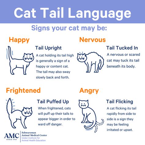 How well can you “read” your cat? Despite their enigmatic behavior, cats use a variety of cues to express themselves. 🐈 Here are some common tail positions that can help you understand whether your cat is happy, nervous, frightened, or angry. 😸 😿 🙀 😾 Visit our website to learn more important tips about reading your cat’s body language, including signs of pain or illness. 😻 Cat Tail Language, Cat Body Language, Cat Questions, Donor Recognition, Pet Tips, Cat Language, Cat Body, Internship Program, Cat S