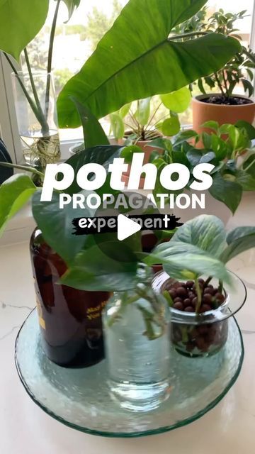 Plants | Decor | Inspiration on Instagram: "Pothos propagation experiment 🌿

let’s test out five different methods (clear glass • leca • soil • perlite • amber glass) for propagating pothos plants, to see which works best

I’ve only ever propagated plants straight into soil or a clear glass with water, so I’m excited to see if there’s any difference in speed or quality of root growth

follow along for updates! ✨

🎥 @agreenapt golden

#plant #plantlover #plants #plantsmakepeoplehappy #indoorjungle #plantlife #houseplants #indoorplants #plants #plantlover #planttherapy #urbanjunglebloggers #plantsofinstagram #plantcare #plantcaretips #plantcare101 #plantcareisselfcare #planttherapy #plantlover #plantlearning #indoorhouseplants #goldenpothos #goldenpothosplant #pothos #pothosplant #plantsof Propagating Pothos, Pothos Propagation, Propagated Plants, Glass With Water, Pothos Plants, Golden Pothos, Pothos Plant, Plant Therapy, Plants Decor