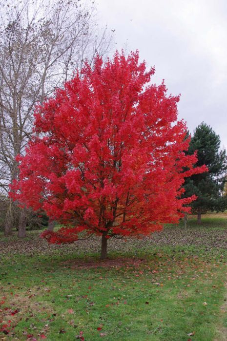 Acer Rubrum October Glory, October Glory Maple Tree, Wetland Plants, Xeriscape Garden, Acer Rubrum, Garden 2023, Red Maple Tree, Patio Trees, Classy Art