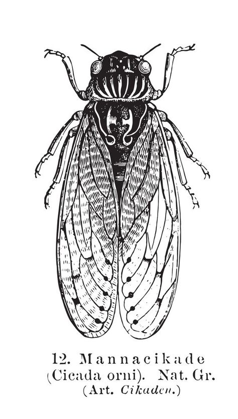 155+ Cicada Tattoo Designs (2024) - TattoosBoyGirl Black And White Insects, Cicada Tattoo Design, Cicada Drawing, Cozy Curtains, Cicada Tattoo, Insect Drawing, 42 Tattoo, Cycles Of Life, Natural Cycles