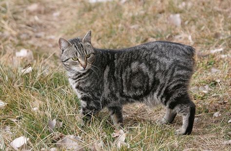 Manx Kittens, Low Maintenance Dog Breeds, Manx Cat, Ocicat, Cornish Rex, Devon Rex, Most Beautiful Animals, Dog People, Manx