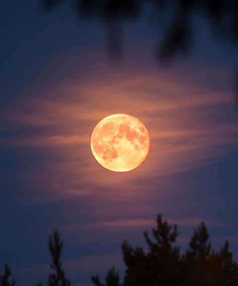 Full Moon Images Beautiful, August Full Moon 2023, Flower Planting Ideas, Astrological New Year, Full Moon Images, Virgo Full Moon, Let Go Of People, Full Moon In Leo, Full Moon In Virgo