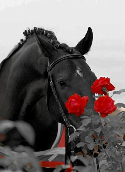 Red Horse Aesthetic, Ruby Aesthetic, Amazing Horses, Photo Icon, Clydesdale Horses, Photography Collage, Horse Wallpaper, Equine Photographer, Horse Aesthetic