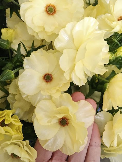 Pale yellow 'Helios' butterfly ranunculus grown in Pennsylvania by Hendricks Greenhouses.  Photo by Love 'n Fresh Flowers. Ranunculus Garden, Butterfly Ranunculus, Ranunculus Bouquet, Decor Studio, Shade Flowers, Yellow Butterfly, Cactus Flower, Tea Roses, Flower Farm