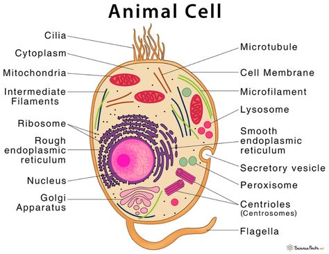 Animal Cell – Structure, Parts, Functions, Types With Diagram Animal Cell Worksheet, Animal Cell Diagram, Animal Cell Parts, Animal Cell Anatomy, Cell Parts And Functions, Animal Cell Structure, Cell Diagram, Animal Cells, Cells Worksheet