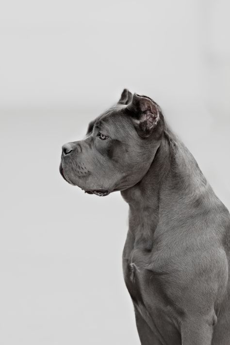 Cane Corso Grey, Cane Corso Colors, Brindle Cane Corso, Italian Cane Corso, Blue Cane Corso, Italian Mastiff, Cane Corso Puppies, The Bodyguard, Cane Corso Dog