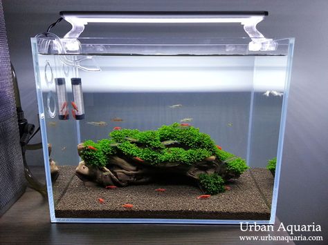 Urban Aquaria: 13 Litre Nano Tank. Like this boxwood with plants Fresh Water Shrimp Tank, Simple Planted Aquarium, Planted Nano Tank, Nano Tank Aquascape, Minimalist Fish Tank, Simple Aquarium Ideas, Shrimp Tank Aquascape, Simple Fish Tank, Nano Shrimp Tank