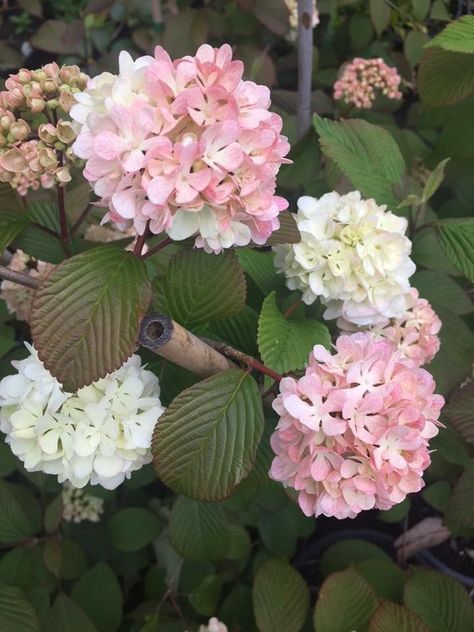 Japanese "Pink" Snowball ... Viburnum plicatum Roseace .... The most beautiful Viburnum , soft pink Snowballs sit atop each branch as if perfectly positioned by a master florist .... Pink and White blooms en mass in Spring .... A low spreading deciduous shrub to 1.5-2 metres ,with arching branches that arch further when the weight of flowers enhances this wonderful look ... Pete Teese Viburnum Flower, Pink Snowball Viburnum, Chinese Snowball Viburnum, Viburnum Trilobum Compactum, Eastern Snowball Viburnum, Viburnum Plicatum, Snowball Viburnum, Japanese Pink, Gardening 101