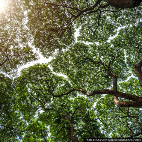 Tree Canopy Illustration, Canopy Of Trees, Crown Shyness, Rainforest Room, Canopy Trees, Rainforest Canopy, Sustainability Report, Rainforest Trees, Low Angle Shot