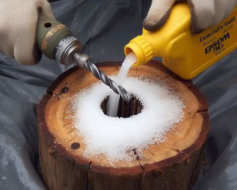 How To Carve A Tree Stump, How To Disguise A Tree Stump, Remove Tree Stump And Roots, How To Remove Tree Stumps Fast, How To Get Rid Of Tree Stumps Fast, Tree Stump Removal Diy, How To Kill A Tree Stump Fast, How To Decorate A Tree Stump, Tree Stump Grinder