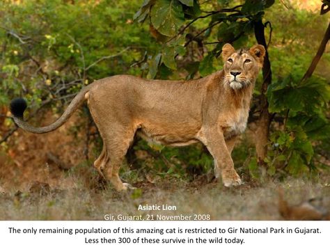 Photo Journey thro the Jungles of India with KALYAN VARMA Asiatic Lion, Panther, A Photo, Lion, For Free, India, Animals