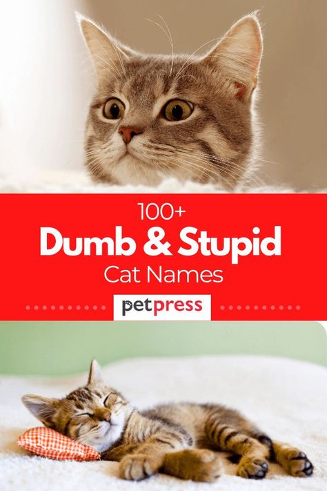 Some cats are always doing something silly that will make you laugh. And if you want to name him/her with a dumb cat names, here we’ve compiled the complete dumb and stupid cat name ideas for you. Cat Names Ideas, Ginger Cat Names, Silly Kittens, Cat Name Ideas, Funny Cat Names, Silly Names, Kitten Names, Funny Names, Name Ideas