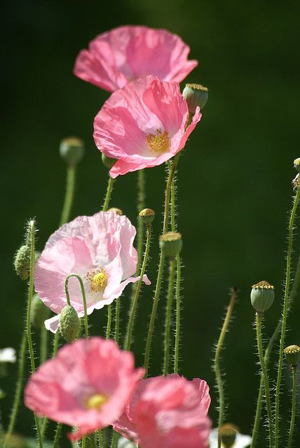 ~~Pink Poppies by Bull Rider~~ Bull Riders, Pink Poppies, Poppy Flower, The Grass, Beautiful Blooms, Happy Valentine's, Flower Pictures, Amazing Flowers, Love Flowers