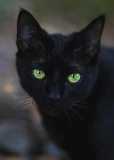 Black Cat with Green Eyes Black Cat With Green Eyes, Cat With Green Eyes, Black Kitties, Black Kitty, Black Cat Eyes, A Black Cat, Black Kitten, Fern Green, White Cats