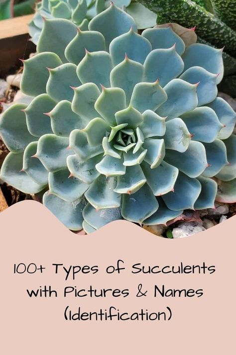 100+ Types of Succulents with Pictures & Names (Identification) Nature, Names Of Succulent Plants, Succulent Types Chart, Succulents Names And Pictures, Types Of Cactus Plants Names, Different Succulents Plants, Crassula Succulent Types, Kinds Of Succulents, Succulents Types