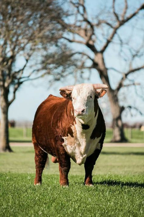 Hereford bull, V8. Painting Cow Print, Hereford Bull, Cow Photography, Hereford Cattle, Animal Wallpapers, Bull Art, Longhorn Cow, Dairy Industry, Show Cattle