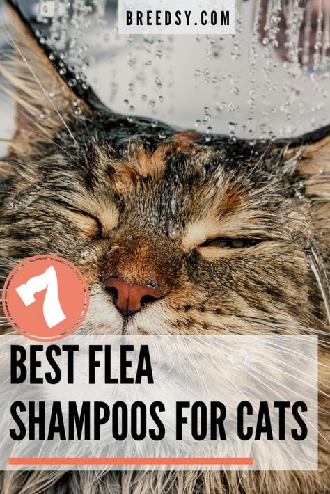 Flea Bath For Cats, Flea Spray For Cats, Flea Shampoo For Cats, Toxic Plants For Cats, Flea Infestation, Flea Shampoo, Angora Cats, Flea Spray, Cat Shampoo