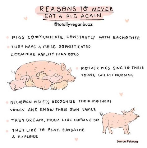 Nature, National Pig Day, Pig Facts, Animal Funnies, Vegan Memes, Vegan Quotes, Why Vegan, Vegan Humor, Go Vegan