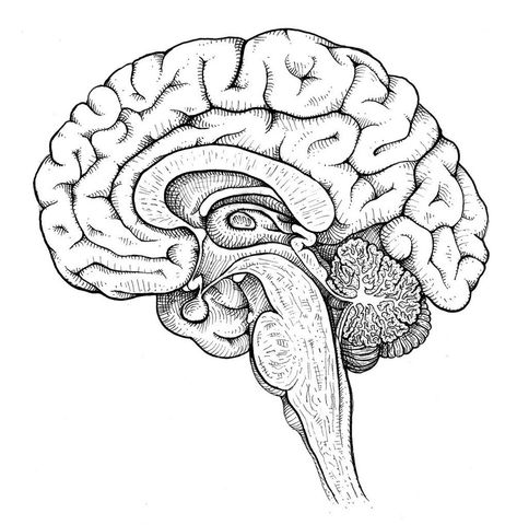 Anatomy Of Brain Drawing, Human Organ Sketches, Brain Sketch Anatomy, Human Brain Drawing Anatomy, Drawing Of The Brain, Realistic Brain Drawing, Easy Brain Drawing, Brain Drawing Anatomy, Brain Diagram Drawing