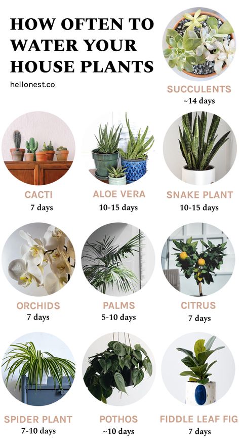 How Often to Water Your House Plants | Hello Nest Plants That Dont Need Much Water, Top House Plants, Best Plants To Have In Your Home, Water House Plants, Beginner Friendly Plants, How Often To Water Plants, How To Care For House Plants, Best Plants For Inside The House, Plants Tips