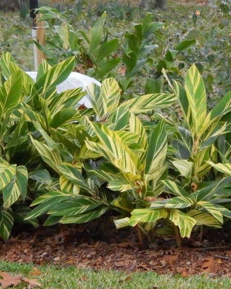 🌿🌸 Variegated Shell Ginger Plants! 🌸🌿 Prices starting at just Ksh. 500! Discover the beauty of Variegated Shell Ginger: Transform your space into a tropical retreat effortlessly! 🏝️ Whether as a stunning #houseplant, patio centerpiece, or vibrant garden addition, this beauty offers endless possibilities. 🌺 Visit our #garden center today for this gem and explore a world of #landscaping delights! #Eldoret #flowers #flowerland Shell Ginger, Ginger Plants, Front Yard Plants, Tropical Retreat, Ginger Plant, Orlando Theme Parks, Garden Nursery, Enchanted Garden, Pretty Plants