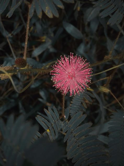 Nature Beauty Nature, Planting Flowers, Plants, Perennials, A Few Minutes Later, Mimosa Pudica, Carnivorous Plants, Mimosa, Nature Beauty