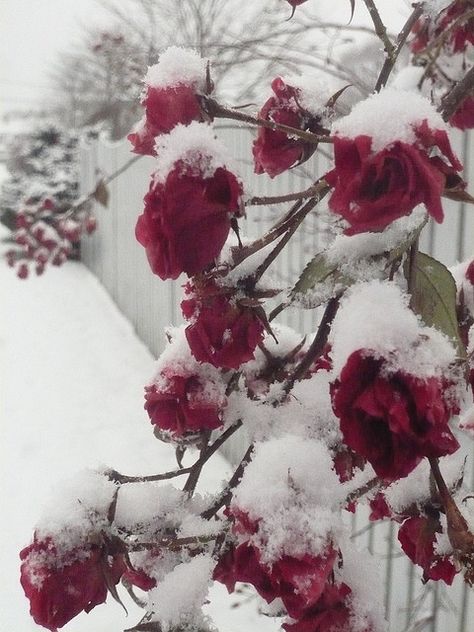 Red roses in the snow | Flickr - Photo Sharing! Winter Garden Snow, Roses Covered In Snow, White And Red Aesthetic, Red And White Aesthetic, Frozen Roses, Ohio Weather, Christmas Roses, Red Snow, Red And White Roses