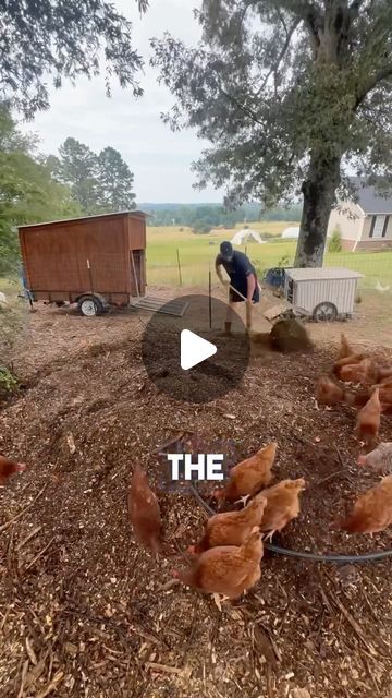 Dirk Tanner on Instagram: "DEEP BEDDING CHICKEN COMPOSTING SYSTEM. Link in bio for the @scratchandpeckfeeds layer mash I am using #deeplittercompost #deepbedding #backyardchickens #scratchandpeckfeeds #layinghens #composting #compost #compostwithchickens #permaculture #deeplitterchickencoop #chickens #homestead #homesteading" Chicken Composting System, Chickens Homestead, Chicken Composting, Pullets Chickens, Composting System, Chicken Eating, Laying Hens, Composting, Raising Chickens