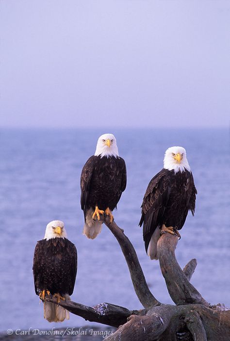 Bald eagles | bald eagles | Bald eagle photo galleries updated! Bald Eagle Photo, Eagle Photo, Eagle Images, Eagle Wallpaper, Eagle Pictures, Eagle Art, Bald Eagles, American Bald Eagle, Bird Wallpaper