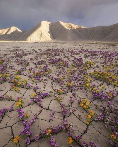 Mother Nature, Petunias, Atacama Desert, Desert Flowers, Growing Tree, In The Desert, The Desert, Belle Photo, Beautiful Nature