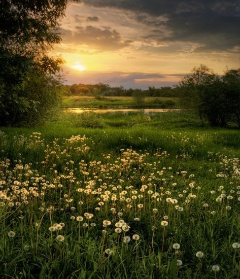 Long Grass Field, Tough Perennials, Steve Maraboli, Dream Country, Theme Nature, Morning People, Foto Tips, The Meadows, City Life