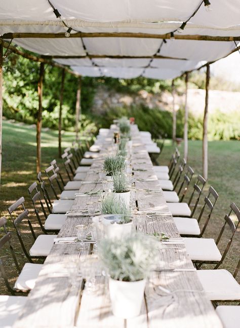 How To Incorporate Potted Plants in Your Wedding. Greenery in Wedding with succulents, potted plants, trees, seedlings and more. Create backdrops, DIY escort cards and favors, tablescapes and more! // Earth Day Wedding Celebration Party Wedding Celebration Party, Wedding Reception Backdrop, Wedding Greenery, Cheap Wedding Venues, Dream Destination Wedding, Countryside Wedding, Wedding Entertainment, Green Wedding Shoes, Ideal Wedding