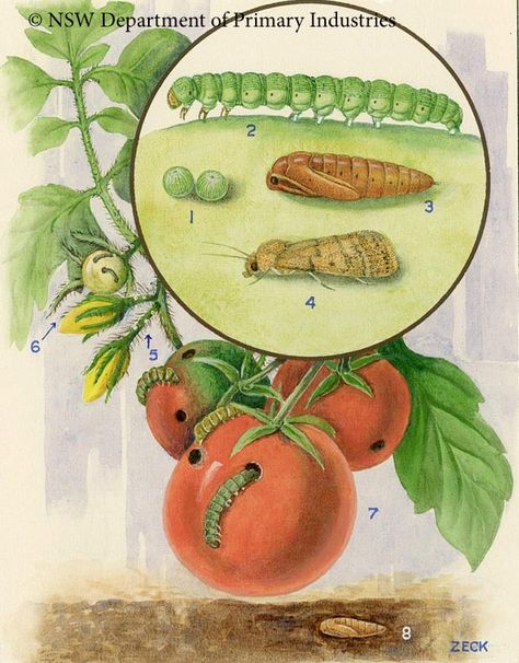 Tomato grub Helicoverpa armigera Butterflies, Tomatoes, Nature, Nature Art Prints, Scientific Illustration, Caterpillar, Nature Art, Basil, Illustrations