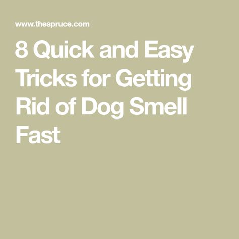 8 Quick and Easy Tricks for Getting Rid of Dog Smell Fast How To Remove Dog Smell From House, Dog Throwing Up, Dog Smells, Carpet Cleaning Company, Best Vacuum, Dog Odor, Pet Dander, Pet Odors, Distilled White Vinegar