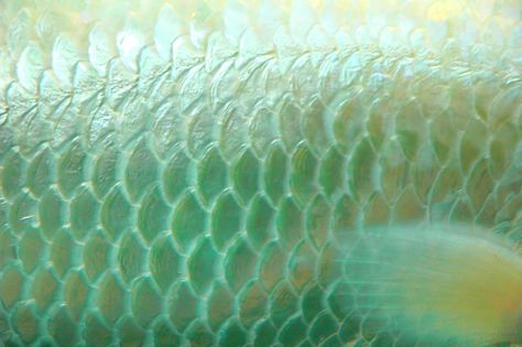 https://flic.kr/p/EQ1eq | Albino Fish Scales Blue Sunday, Mermaid Aesthetic, Fish Scales, Sirens, Color Textures, Green Aesthetic, Owl House, Sea Creatures, Textures Patterns