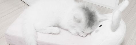 White Cat Banner Discord, White Aesthetic Banner, White Header Twitter, White Discord Banner, White Ferret, Cat Banner, Banner White, White Banner, Cute Twitter Headers