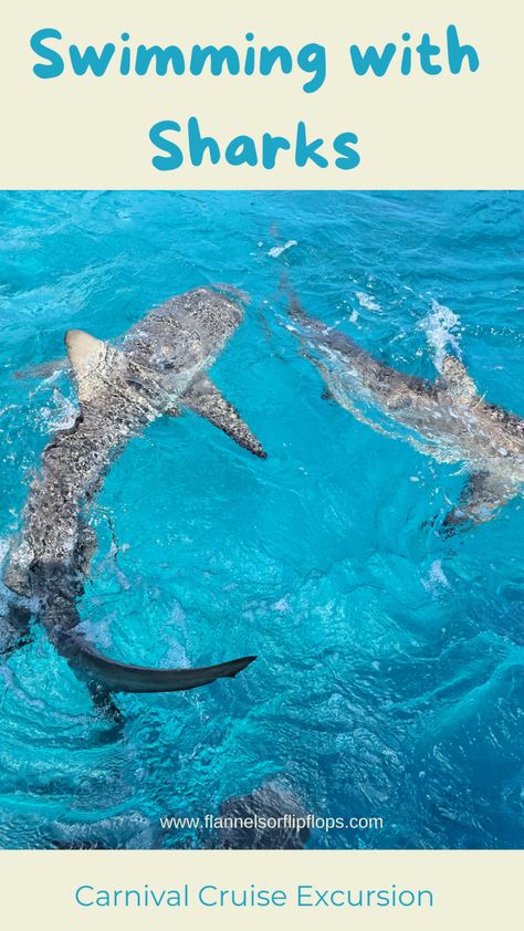 How to swim with Sharks in Bimini - Flannels or Flip Flops Bahamas Snorkeling, Amber Cove Dominican Republic, Swim With Sharks, Swimming With Sharks, Bimini Bahamas, Species Of Sharks, How To Swim, How To Book A Cruise, Reef Shark