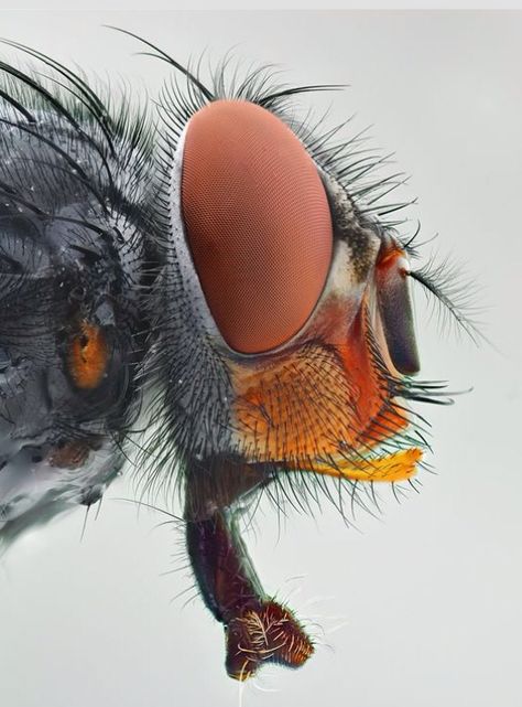 JOJO POST MICRO WORLD: A HOUSE FLY FACE. Macro Fotografie, Weird Insects, Amazing Insects, Macro Photography Insects, Foto Macro, Microscopic Photography, Small Creatures, Micro Photography, Insect Photography