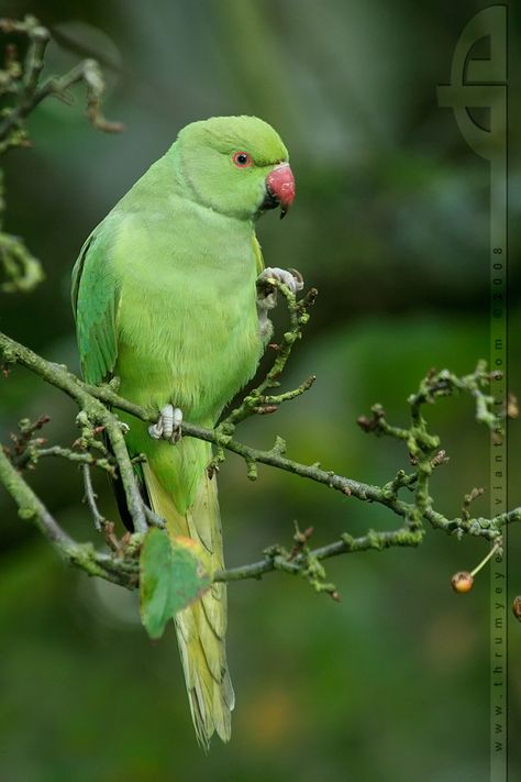 Green parrot Green Parrot Bird, Beautiful Flower Quotes, Wild Birds Photography, Green Parakeet, Ring Necked Parakeet, Lovely Good Night, Parrot Painting, Sunflower Pictures, Beautiful Art Paintings