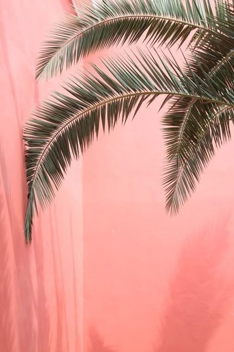 Leaves Wallpaper Iphone, Wall Paper Phone, Plant Wallpaper, Pastel Pink Aesthetic, Coconut Tree, Pink Wall, Iphone Background Wallpaper, Annual Plants, Blue Aesthetic